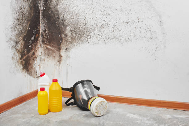 Best Commercial Mold Remediation in Saline, MI