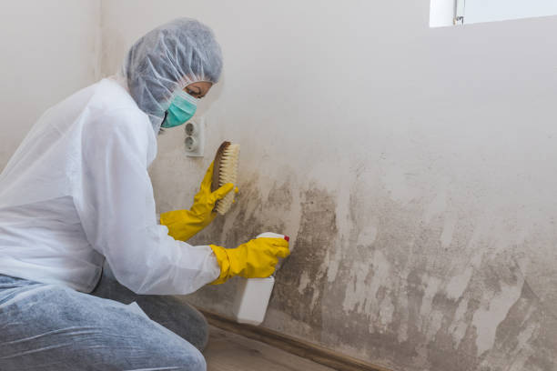 Best White Mold Remediation in Saline, MI