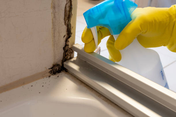 Best Emergency Mold Remediation in Saline, MI