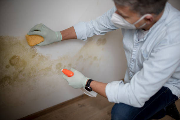 Best Black Mold Remediation in Saline, MI