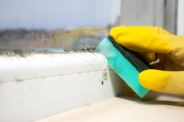 Best Crawl Space Mold Remediation in Saline, MI