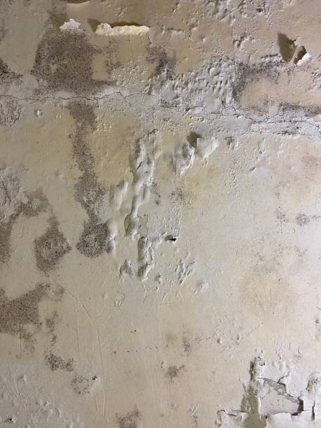 Best Localized Mold Remediation (e.g., coastal areas, humid climates) in Saline, MI