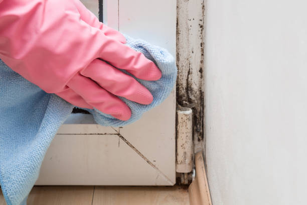 Best HVAC Mold Remediation in Saline, MI